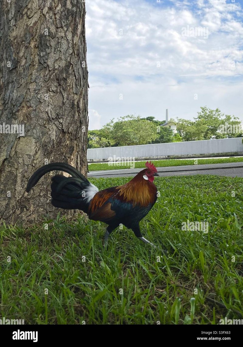 Chicken road casino in Spain
