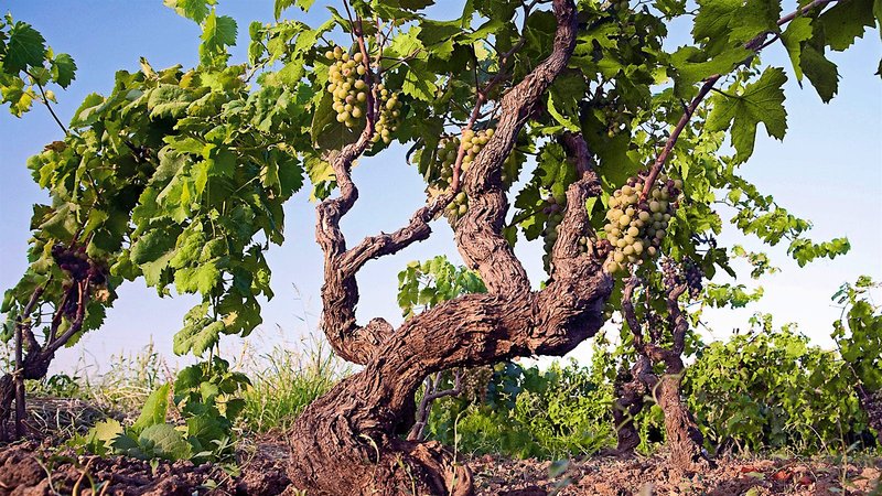 Scopri Spin Winera: La Piattaforma di Gioco d'Azar con Bono di Accoglienza - panoramica